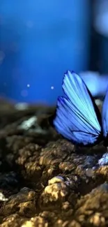 A blue butterfly resting on earthy textures in a mystical scene.