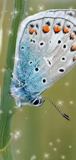 Blue butterfly on green stem with sparkles