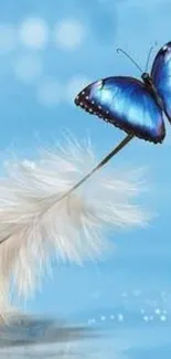 Blue butterfly resting on a feather with a light blue background.