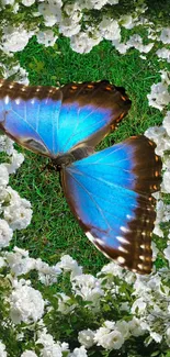 Blue butterfly amidst white flowers and green grass.