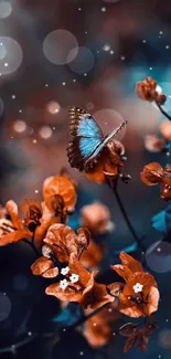 Blue butterfly resting on orange flowers with a blurred background.