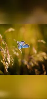 Blue butterfly resting on grass in summer field.