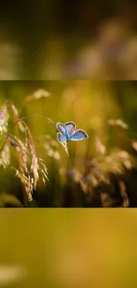 Blue butterfly resting among green foliage.