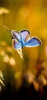 Blue butterfly resting in a golden meadow, exuding elegance and tranquility.