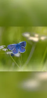 A blue butterfly perched on wildflowers in a lush green meadow.