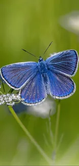 Blue butterfly on a green, flowered background.