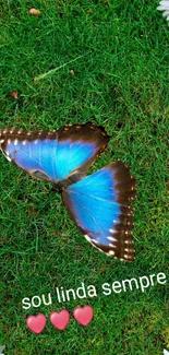 Blue butterfly on grass with daisies.