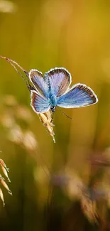 Blue butterfly rests gently on autumn grass in this serene mobile wallpaper.