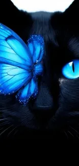 Blue butterfly rests gently on a black cat's face.