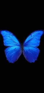 Blue butterfly on a black background, perfect for mobile wallpaper.