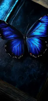 Blue butterfly resting on a vintage book.