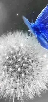 Blue butterfly resting on a grey dandelion against a blurred background.