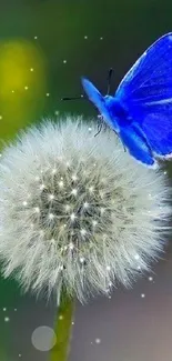 A blue butterfly rests on a fluffy dandelion in this nature wallpaper.