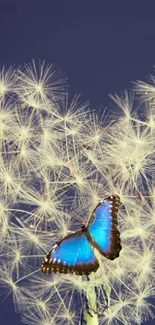 Blue butterfly resting on dandelion seeds in a serene wallpaper design.