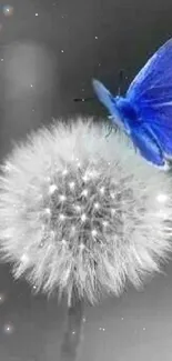 Blue butterfly resting on a dandelion with monochrome background.