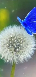 Blue butterfly perched on a dandelion flower.