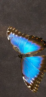 Blue butterfly on dark textured background mobile wallpaper.