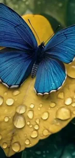 Blue butterfly on a dewy yellow leaf with vibrant colors.
