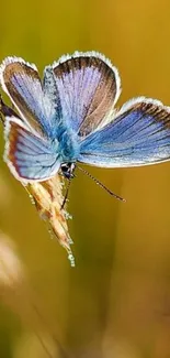 Detailed blue butterfly on a flower with vibrant background.