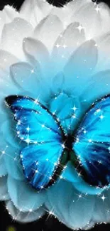 Blue butterfly on white flower with sparkling detail.