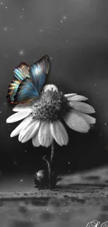 Artistic wallpaper of a blue butterfly on a white flower with a black background.