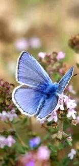 Blue butterfly on pink flowers, nature wallpaper.