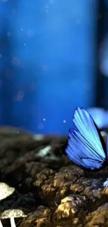 Blue butterfly resting on forest floor with a mystical background.