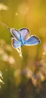 Blue butterfly resting in a golden field, perfect for a calming mobile wallpaper.