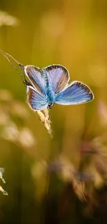 A vibrant blue butterfly perched gracefully on a golden field.