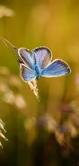 Blue butterfly perched on golden grass in nature.