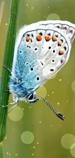 Vibrant blue butterfly on green grass stem, perfect for nature lovers.