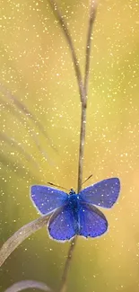 Blue butterfly perched on tall grass against a beige background.