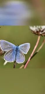 A vibrant blue butterfly resting on grass.