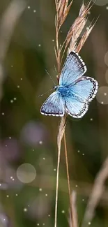 Delicate blue butterfly perched on tall grass blade in serene natural setting.