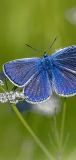 Blue butterfly on white flowers with a green background.