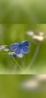 Beautiful blue butterfly on green blurred background with white wildflowers.