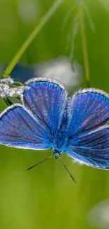 A vibrant blue butterfly on a green background.