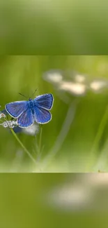 Blue butterfly resting on a lush green field background.