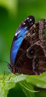 Blue butterfly resting on a green leaf in natural setting.