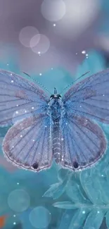 Blue butterfly resting on a green leaf.