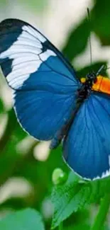 A beautiful blue butterfly resting on a green leaf with white accents.