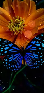 Blue butterfly resting on orange flower in this stunning wallpaper.