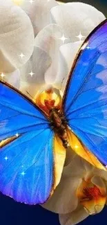 Blue butterfly resting on white orchids with a deep blue background.