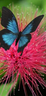 Blue butterfly on a bright pink flower with green leaves.