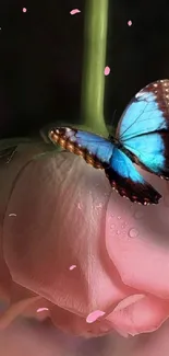 Blue butterfly resting on a pink rose.