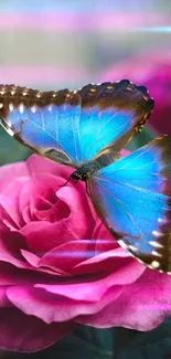 Blue butterfly perched on a vibrant pink rose.