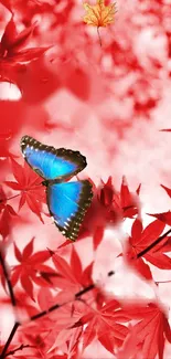 Vibrant blue butterfly resting on red autumn leaves.