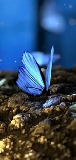 Blue butterfly resting on rocky surface with soft blue background.