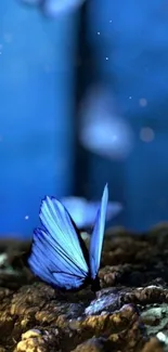 Blue butterfly on a rock in a serene night setting.