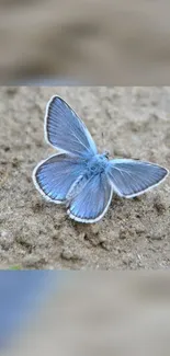 Blue butterfly resting on sand in mobile wallpaper.